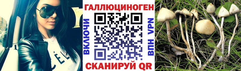 купить наркотик  Спасск-Дальний  Псилоцибиновые грибы Psilocybe 